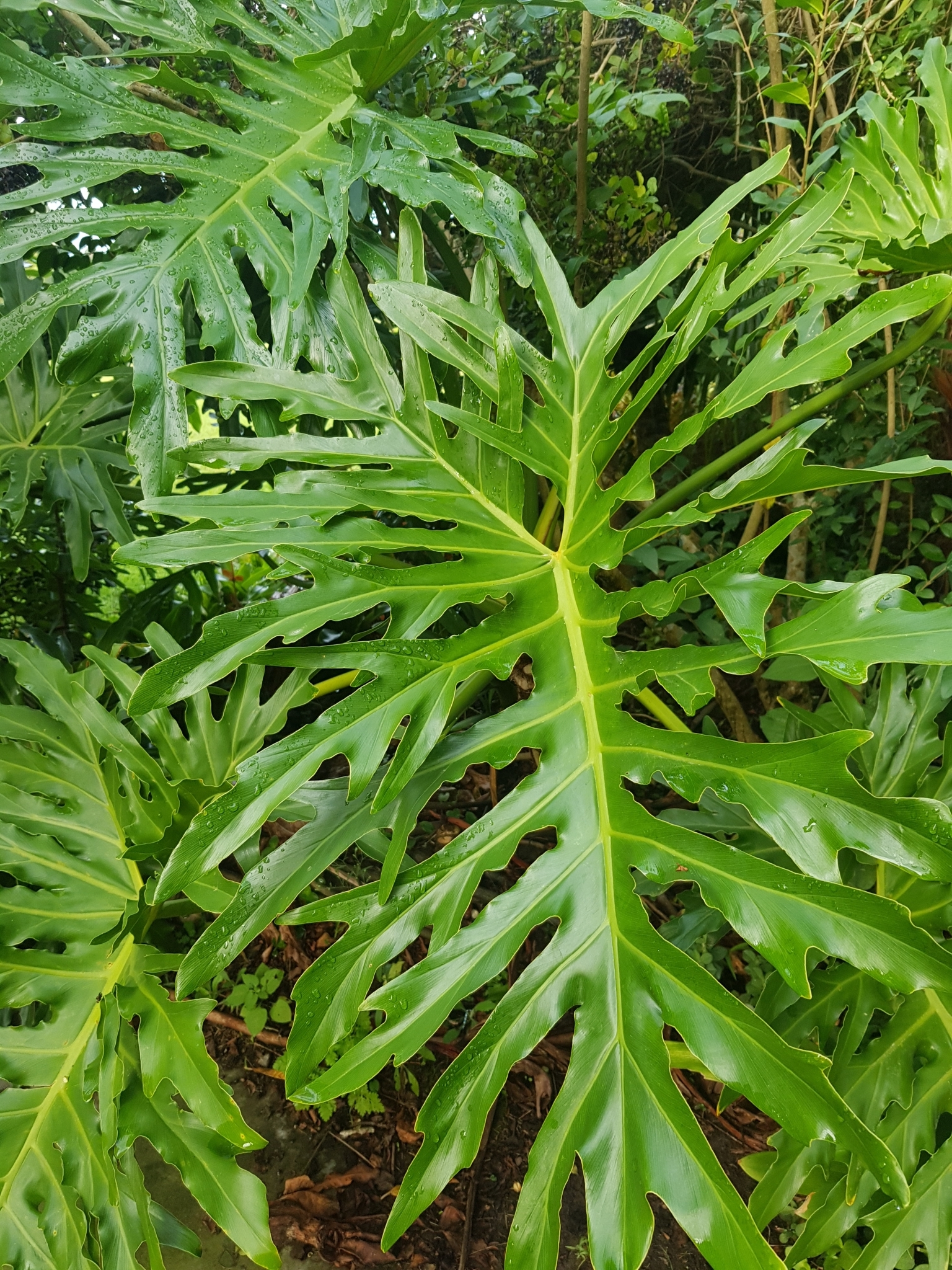 Philodendron selloum — iNaturalist