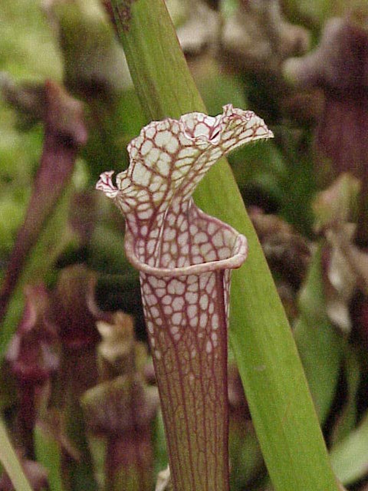 Sarracenia leucophylla