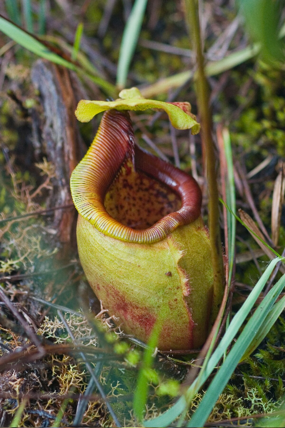 Nepenthes mantalingajanensis