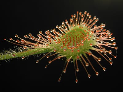 Drosera amazonica
