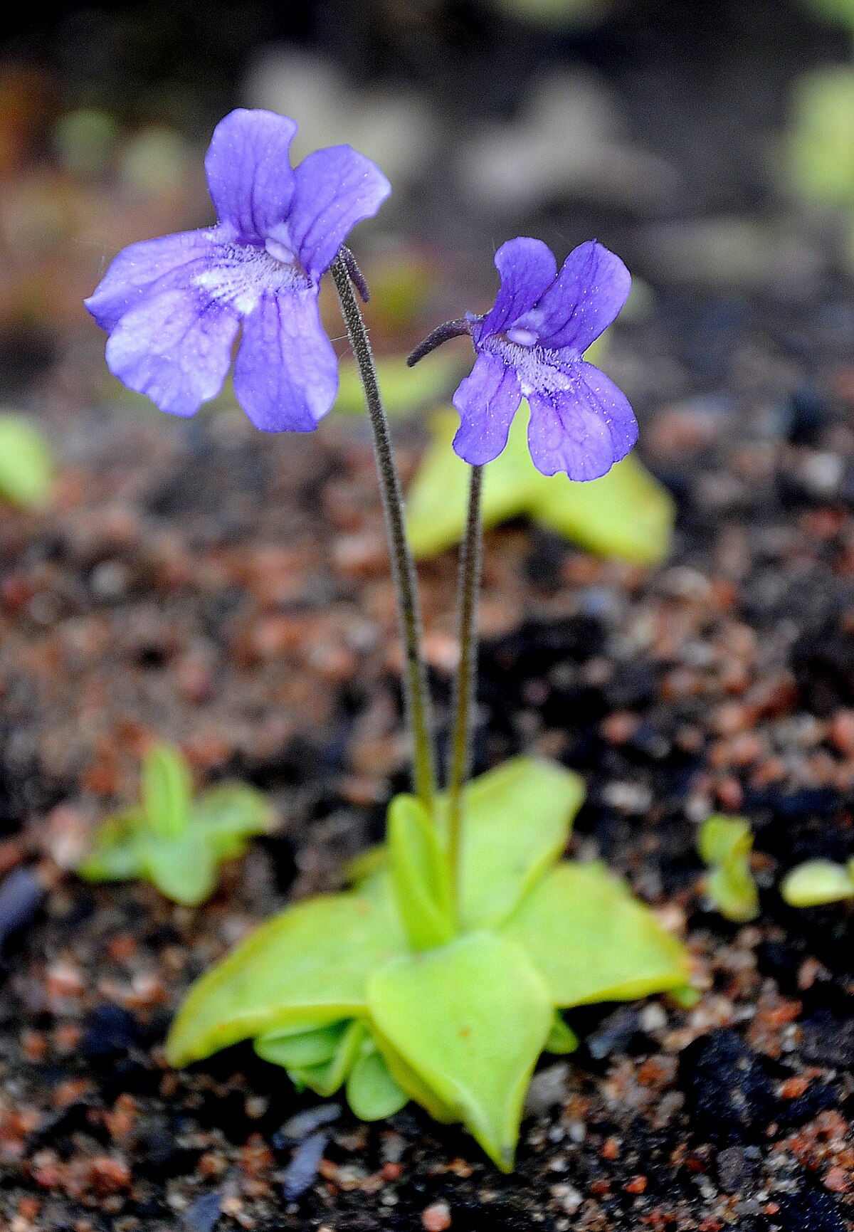 Pinguicula grandiflora