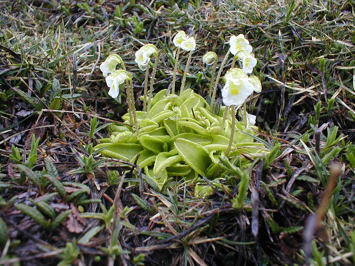 Pinguicula alpina