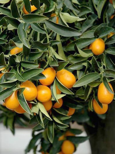 Fortunella margarita