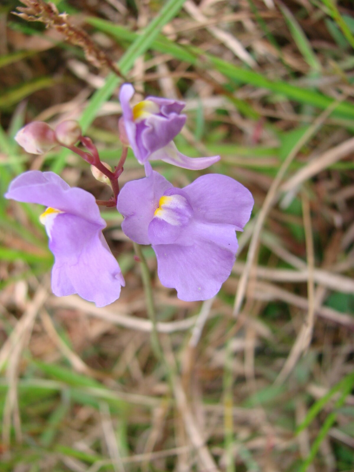 Utricularia tricolor