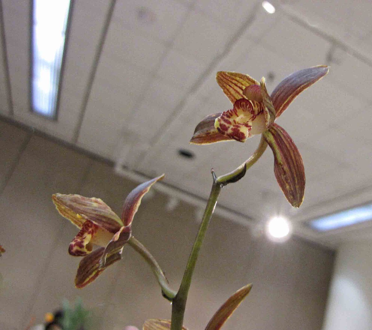 Cymbidium sinense