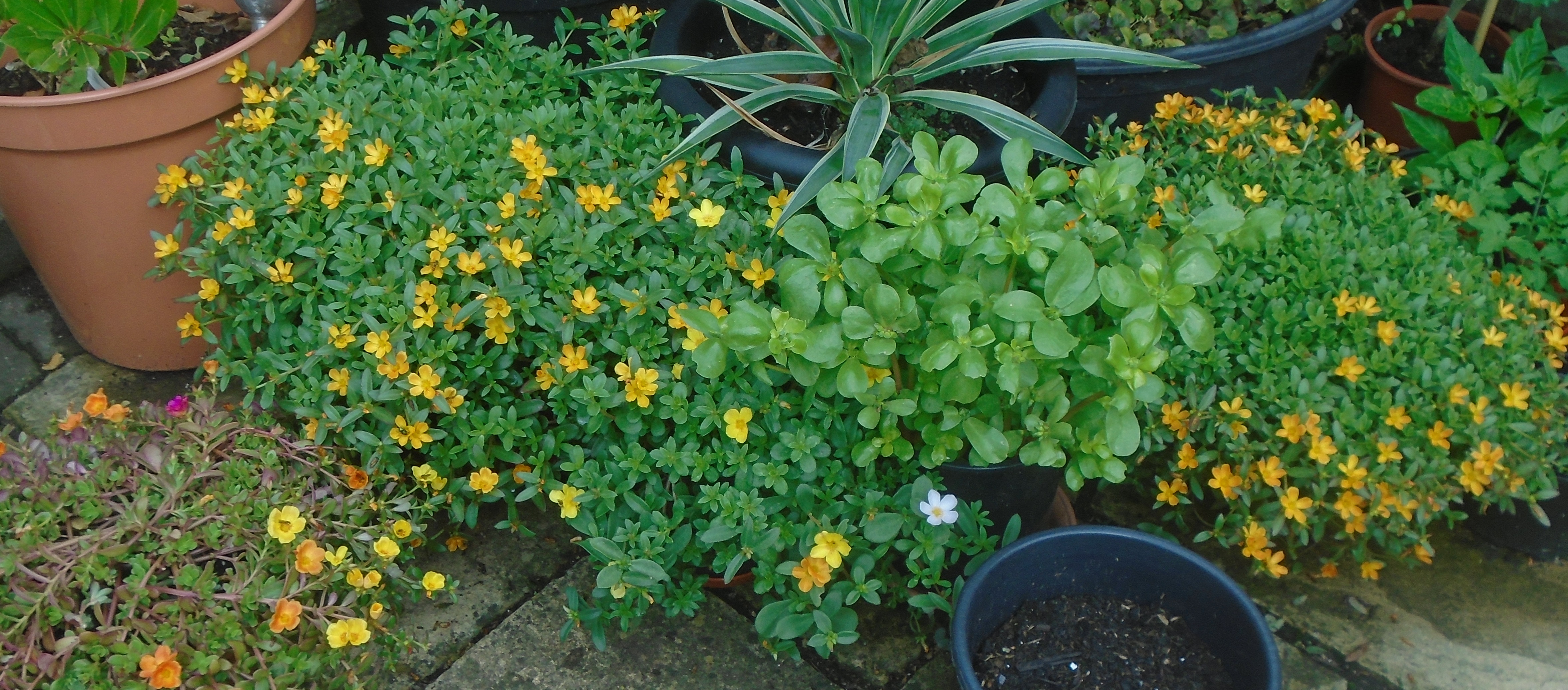 Portulaca japanese