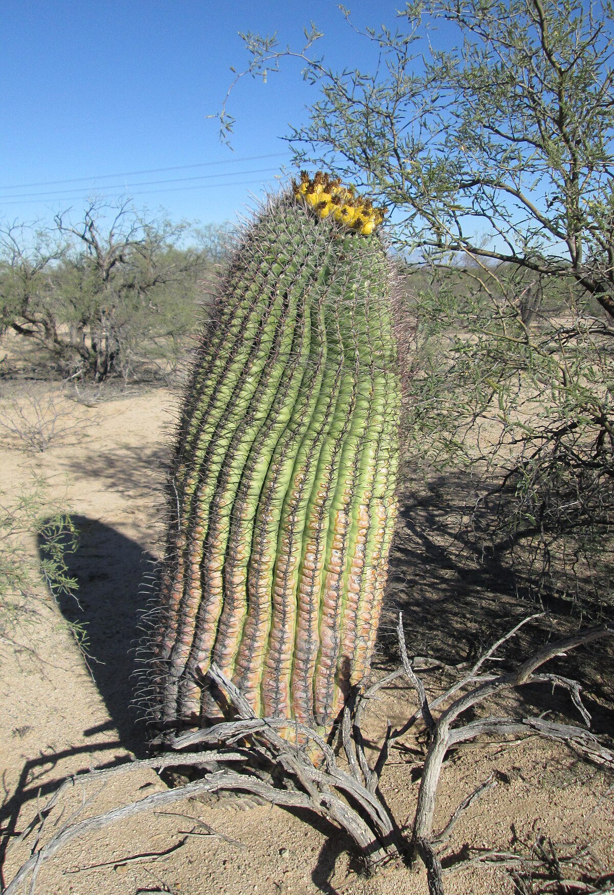 Ferocactus wislizeni