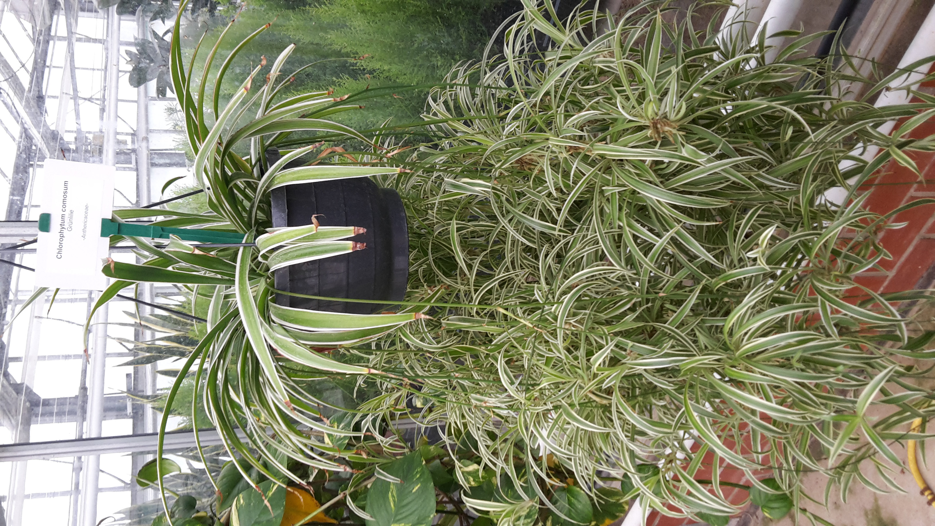 Chlorophytum comosum