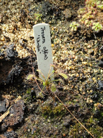 Drosera affinis