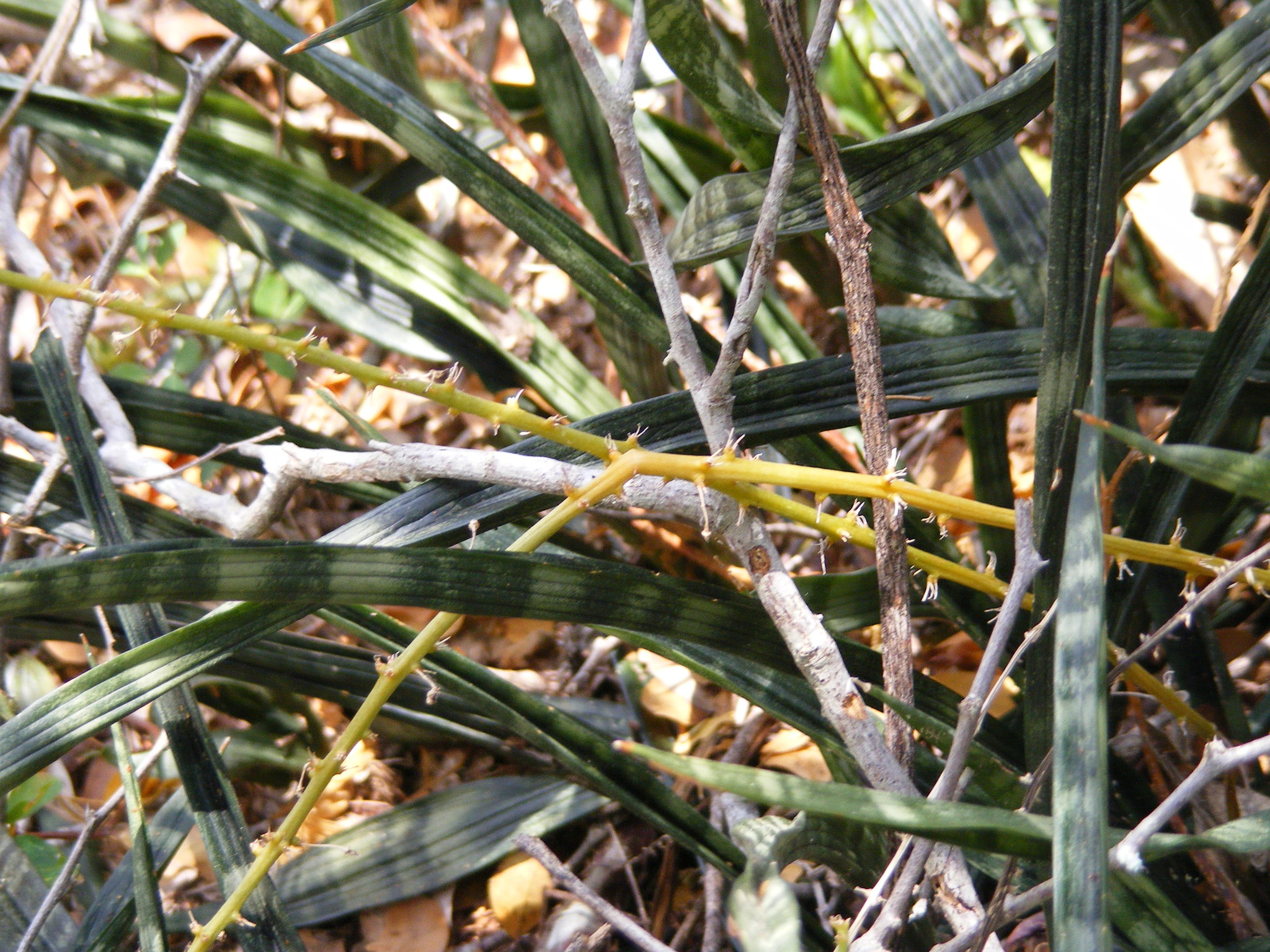 Sansevieria zeylanica