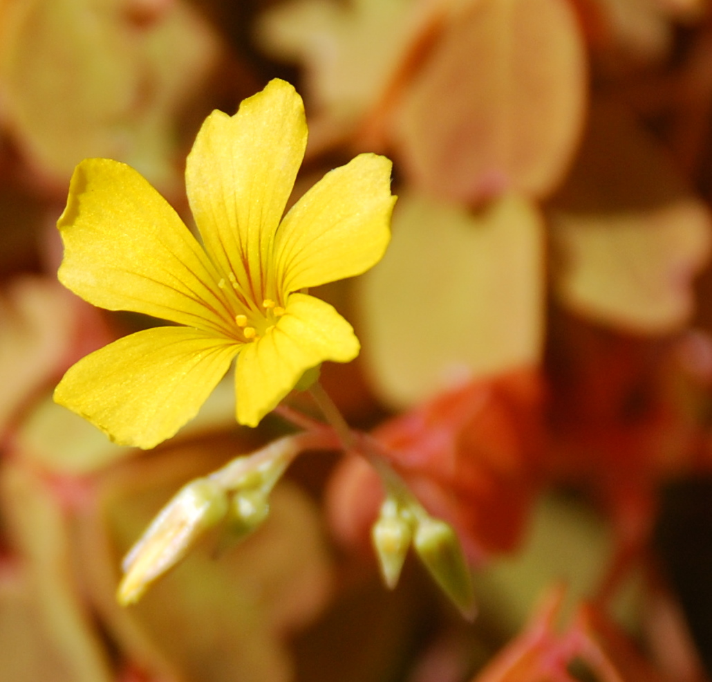 Oxalis spiralis