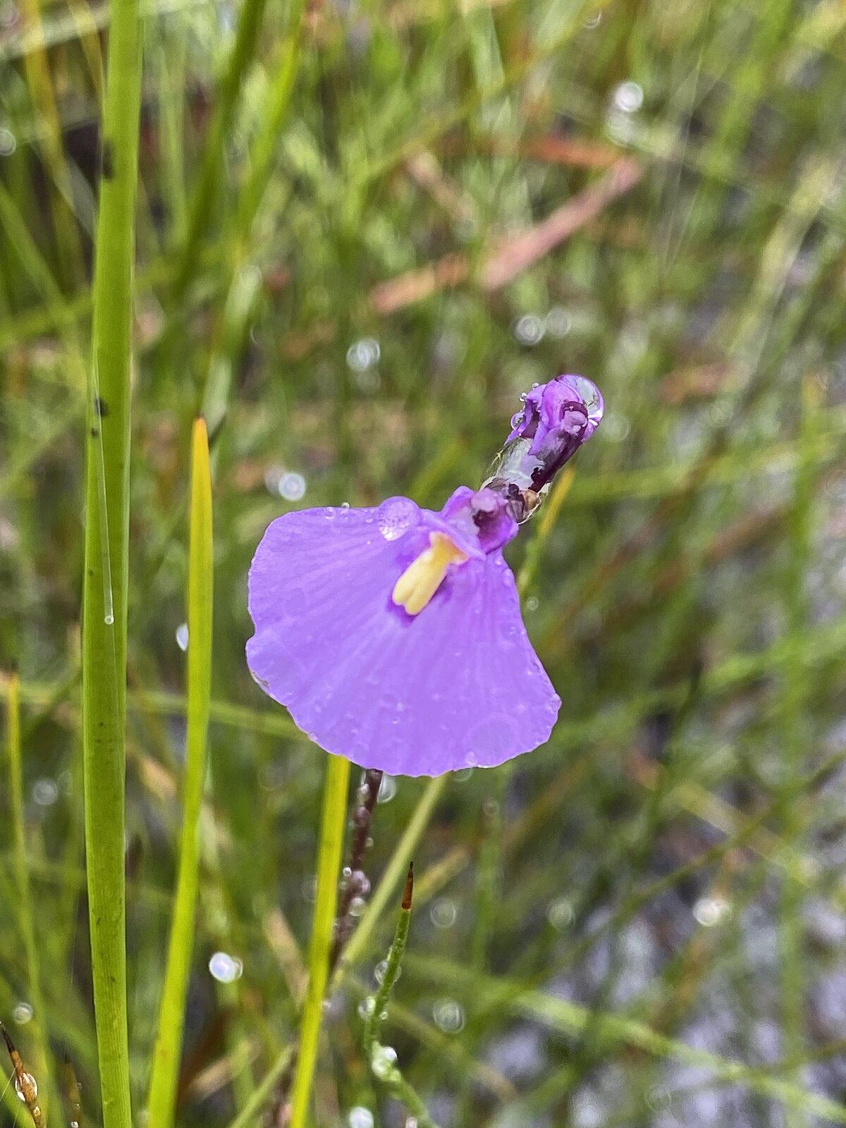 Utricularia dichotoma