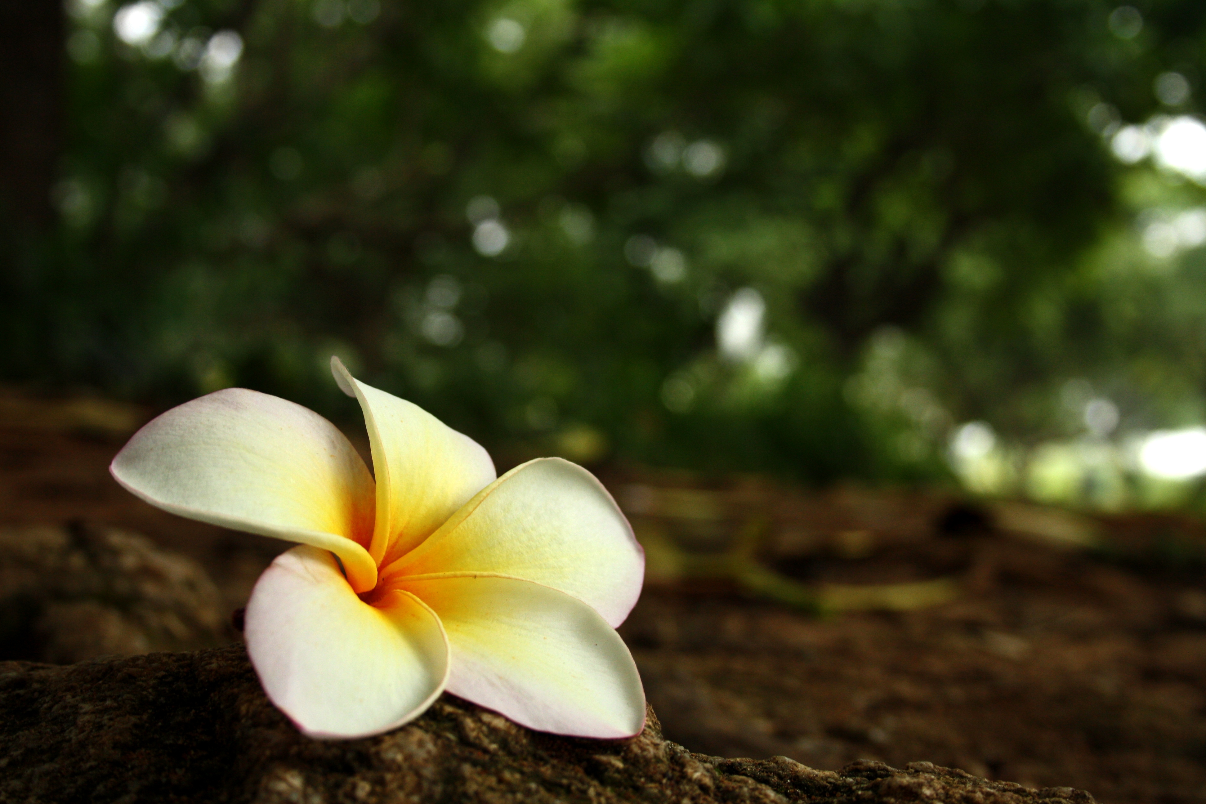 Plumeria (Frangipani)