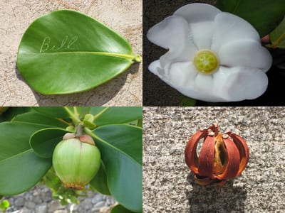 Clusia rosea