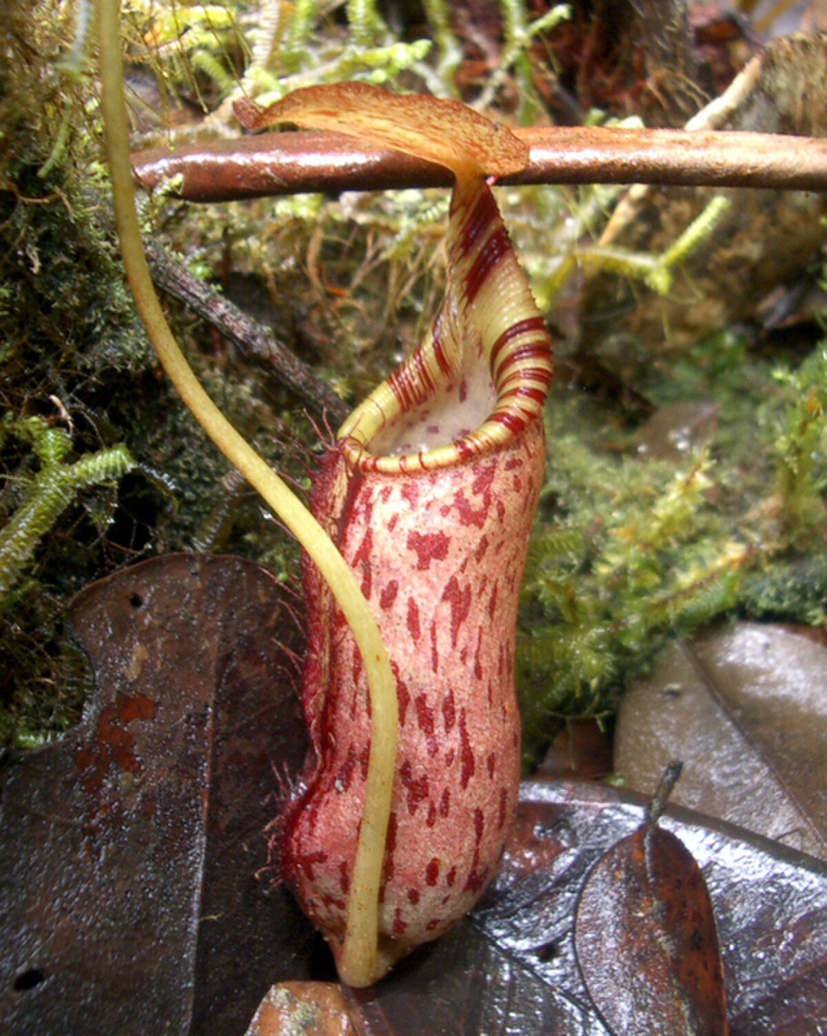 Nepenthes rhombicaulis
