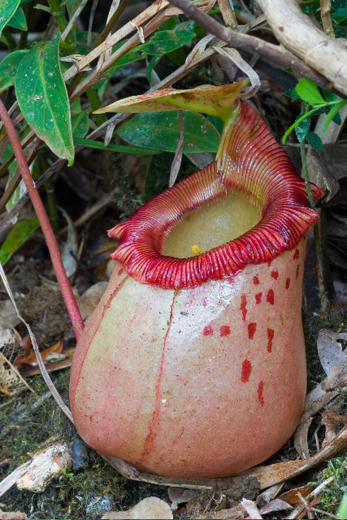 Nepenthes insignis