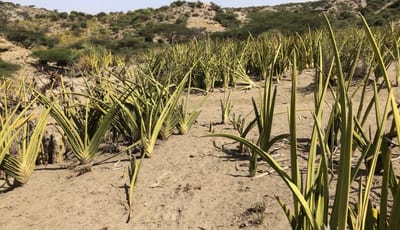 Sansevieria laurentii