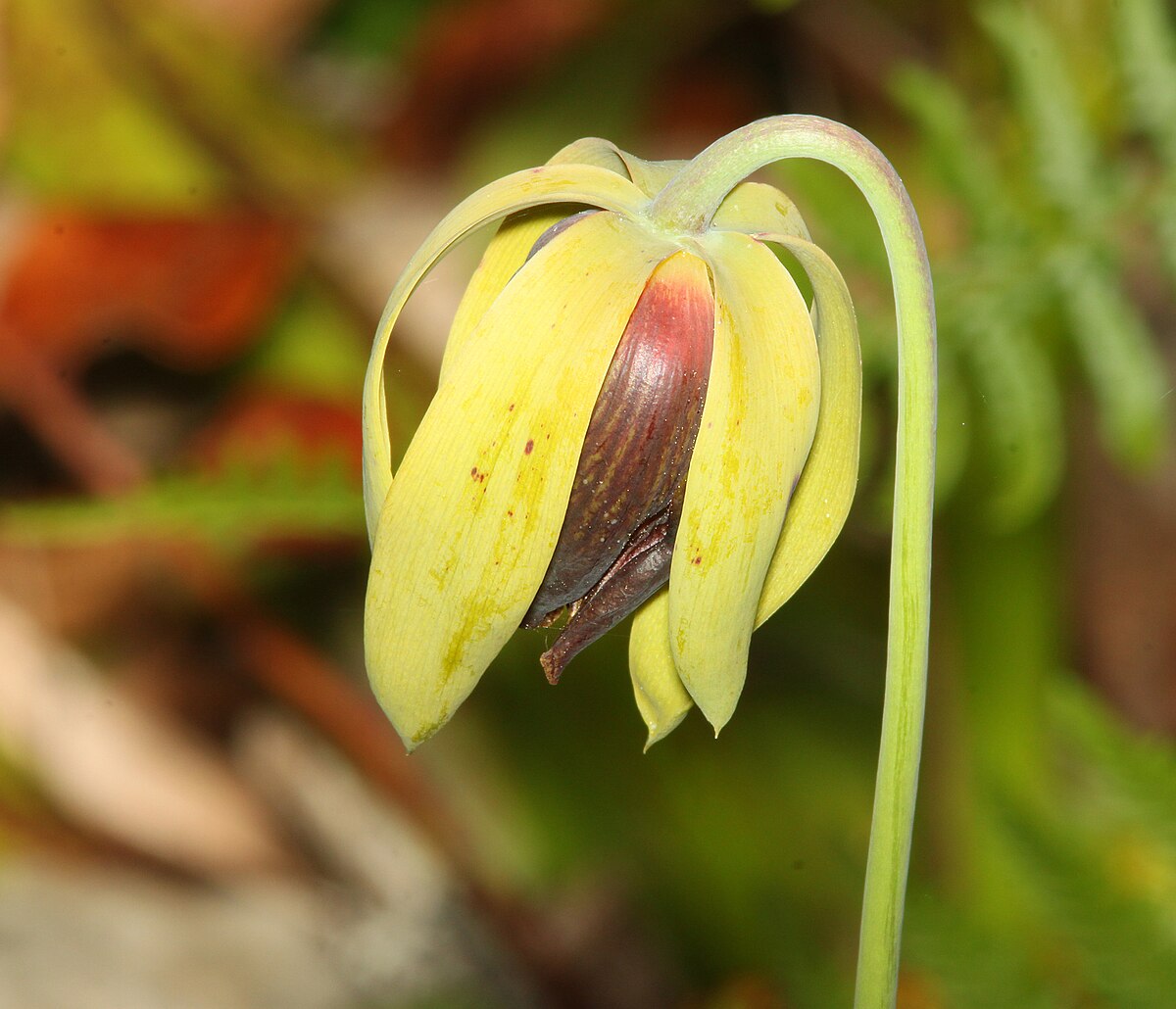 Darlingtonia californica