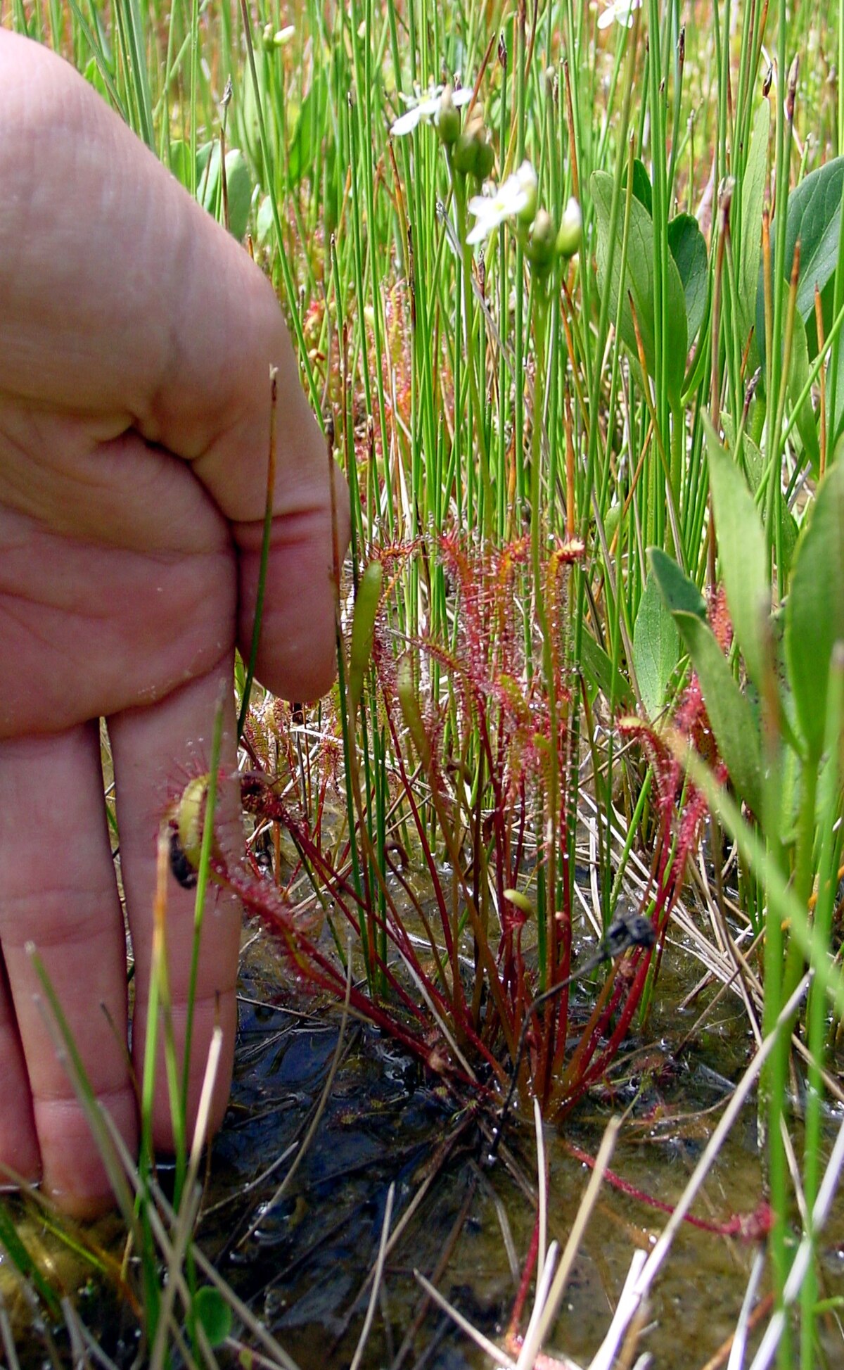 Drosera anglica