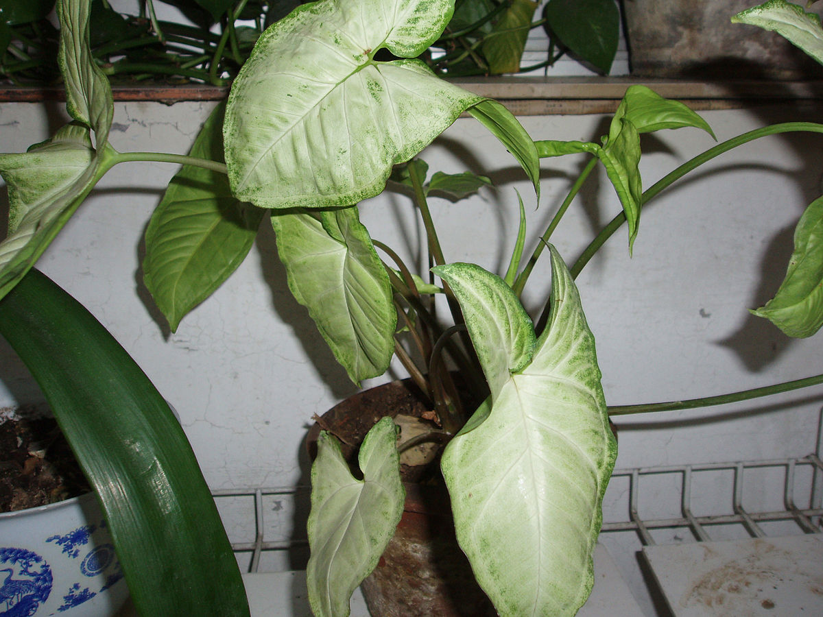 Syngonium podophyllum