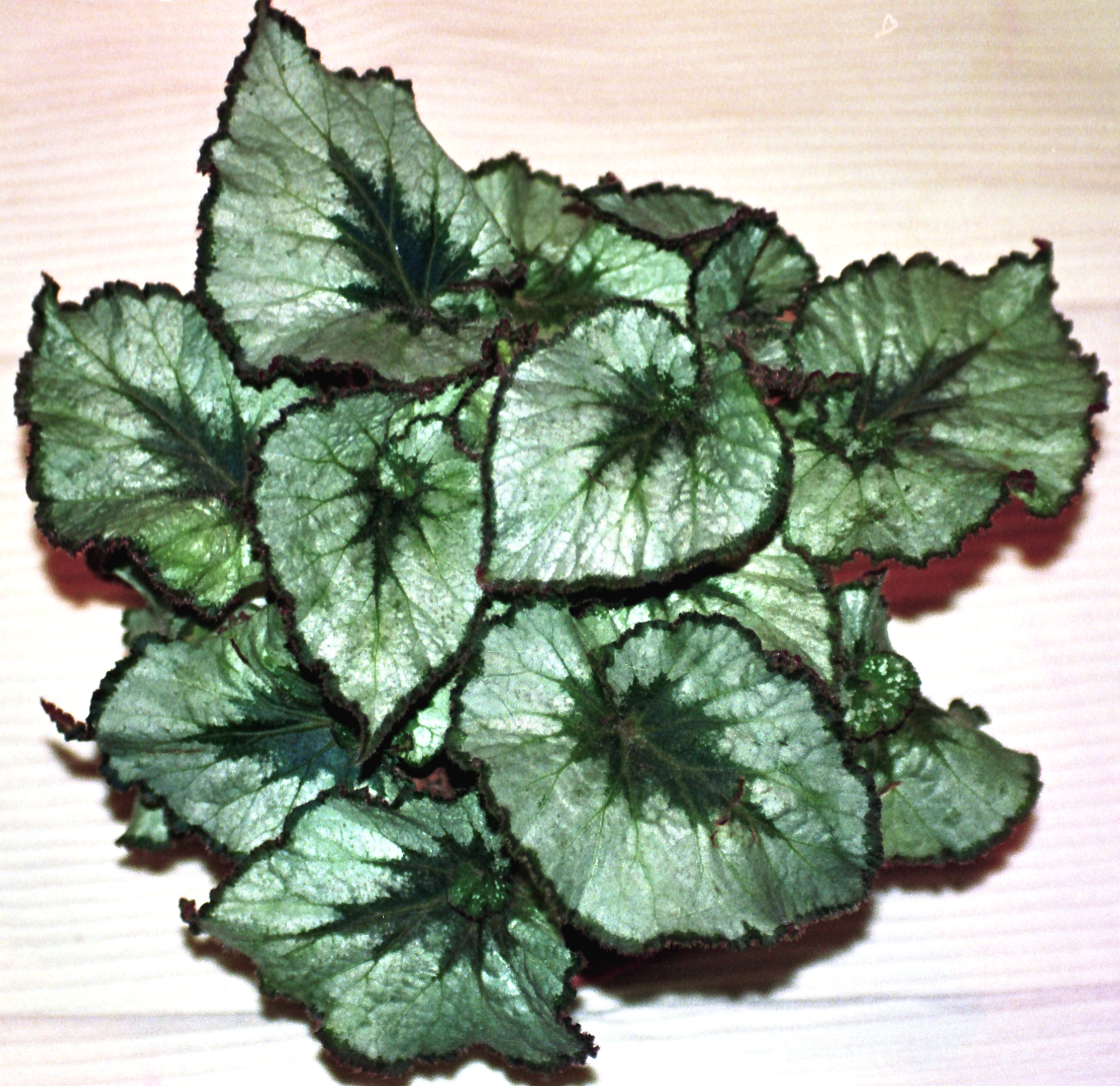 Begonia rex