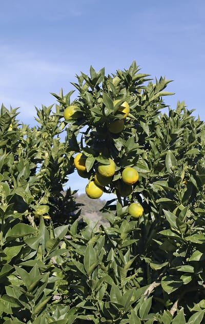 Citrus sinensis