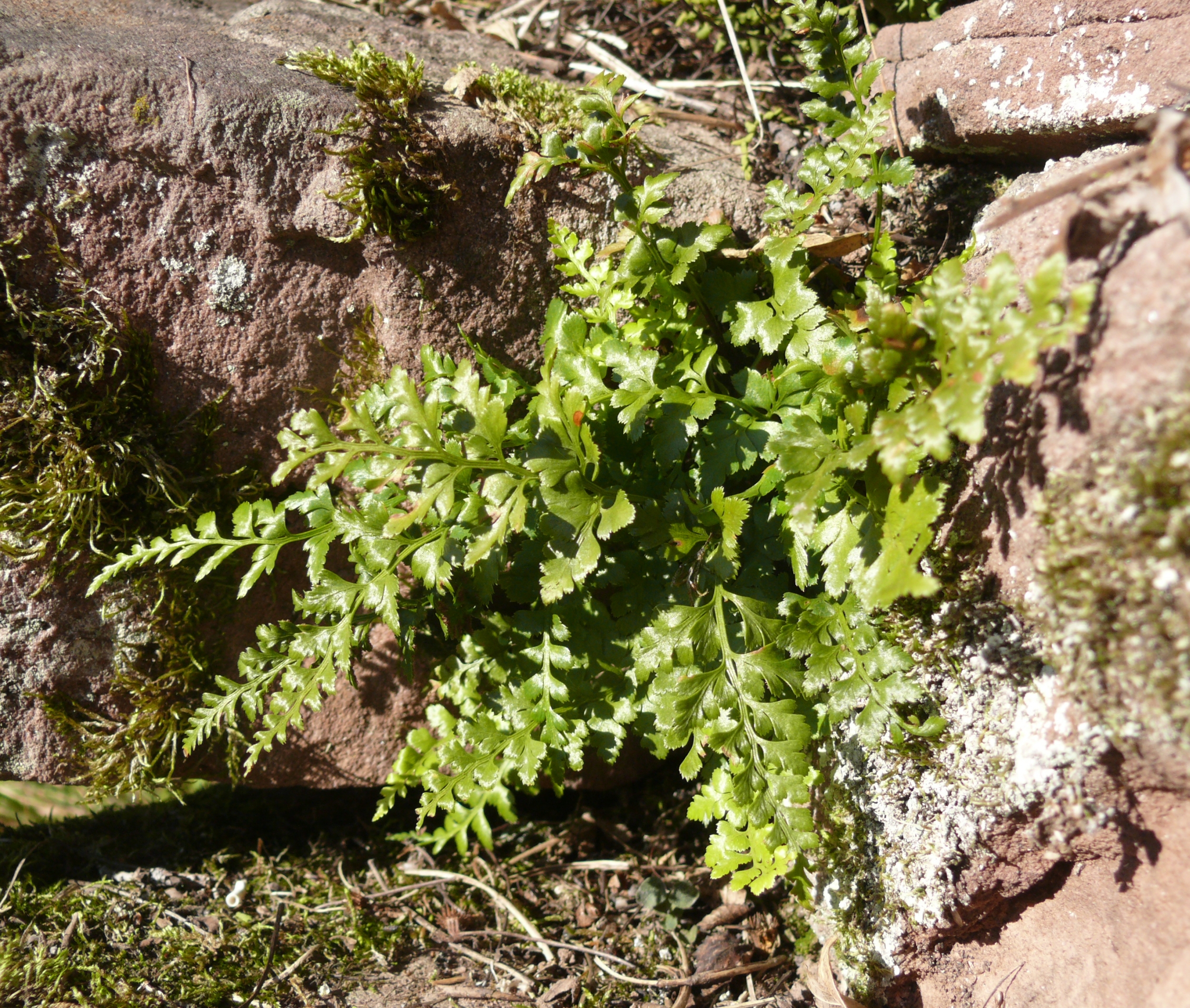 Asplenium crispy