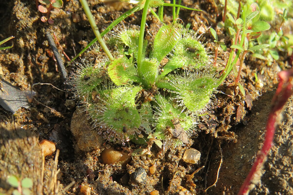 Drosera burmannii