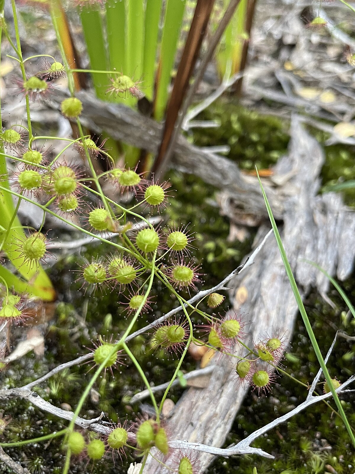 Drosera planchonii