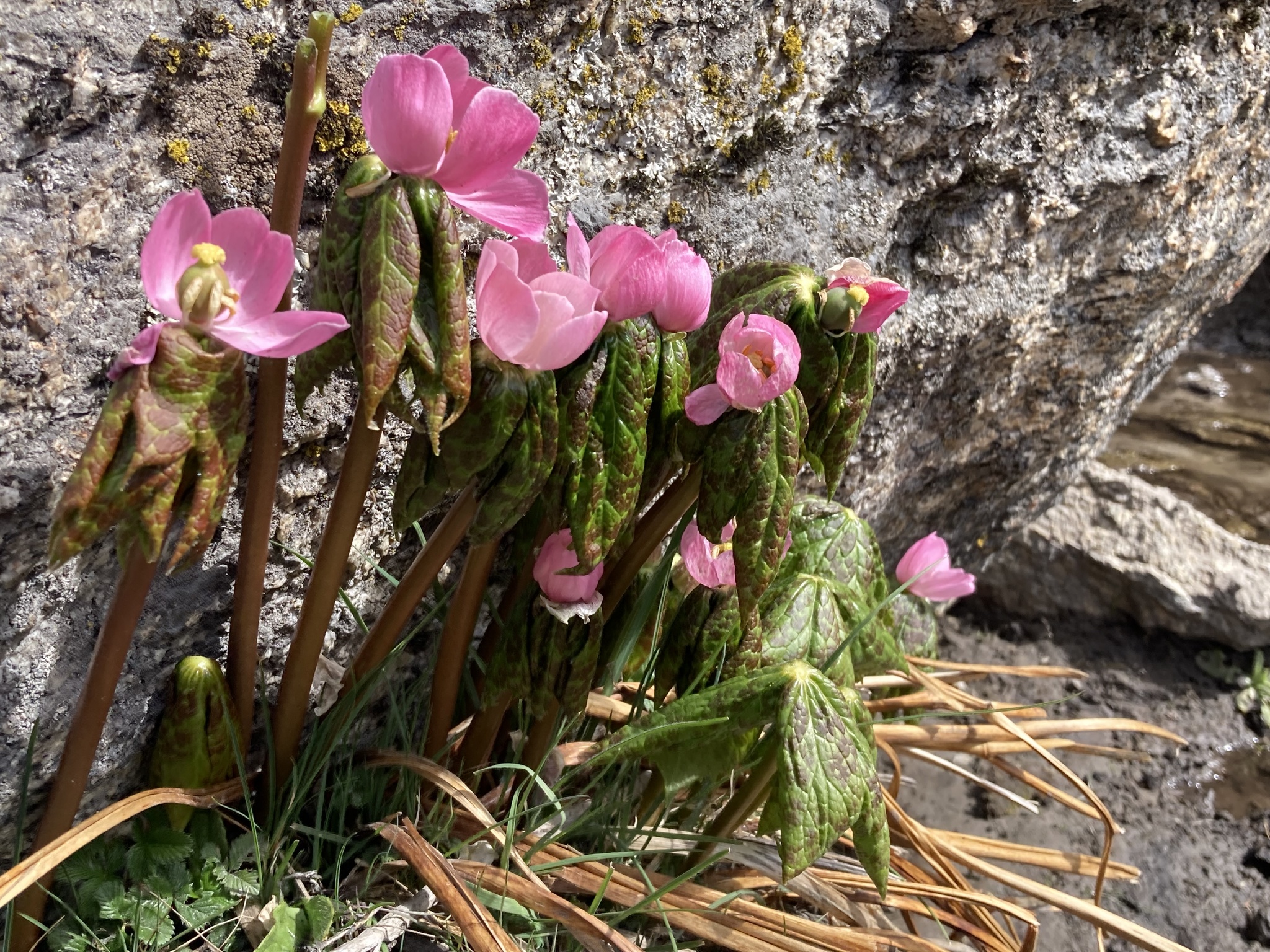 Draco — iNaturalist