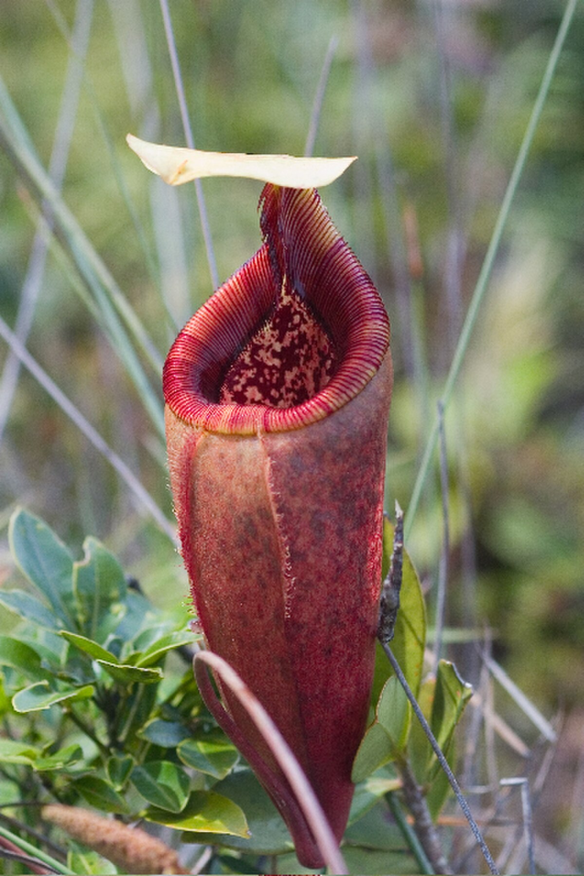 Nepenthes mantalingajanensis