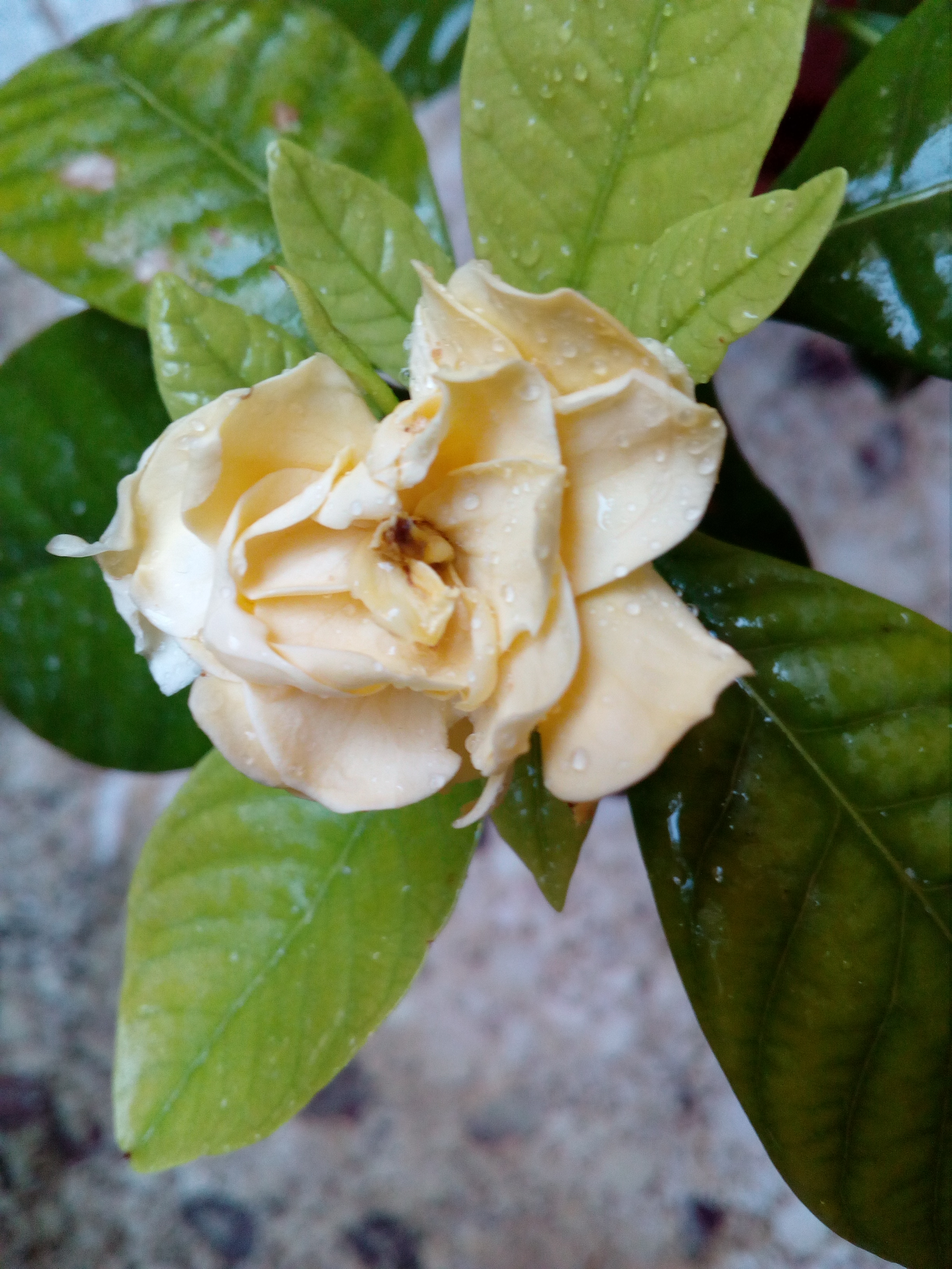 Gardenia