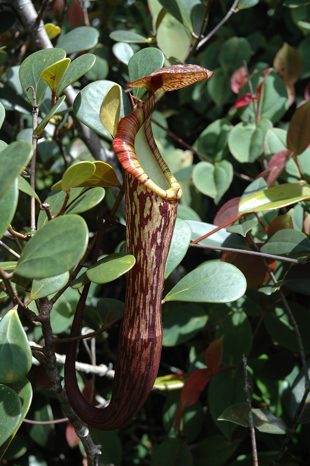 Nepenthes Faizaliana