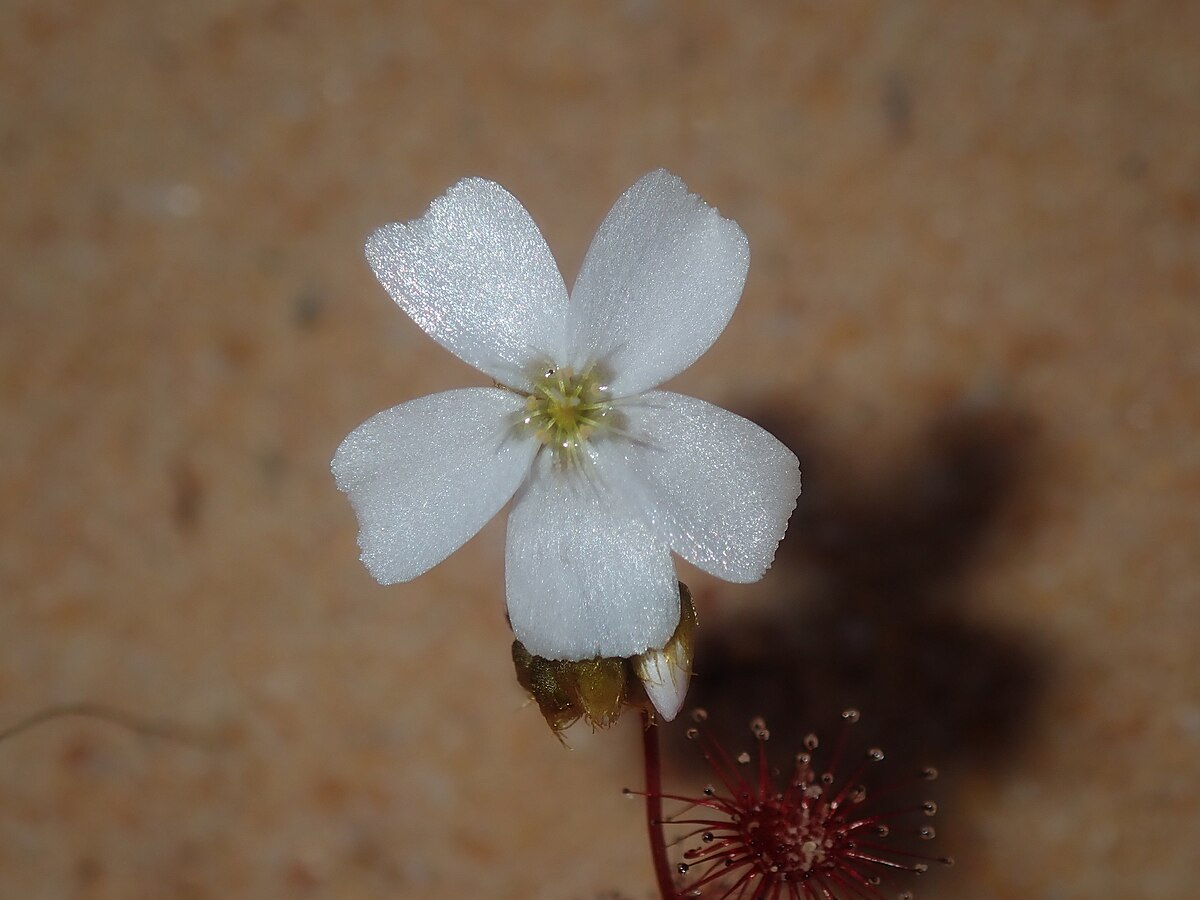 Drosera radicans