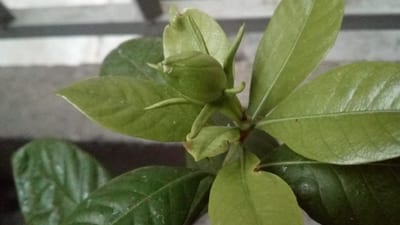 Gardenia