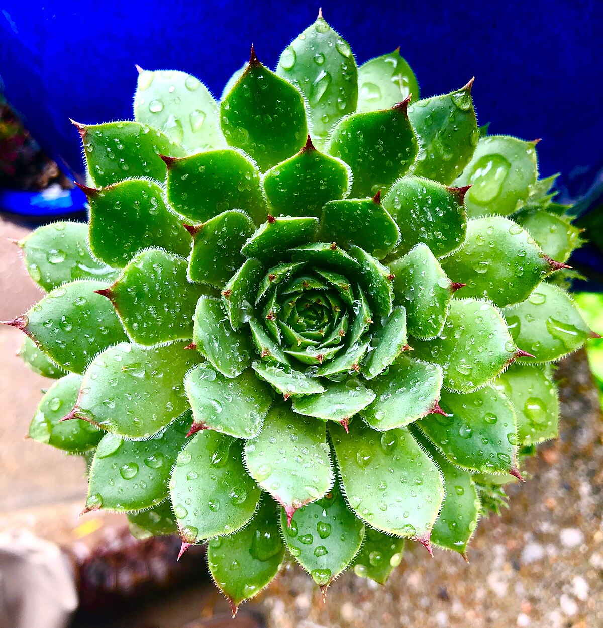 Sempervivum tectorum