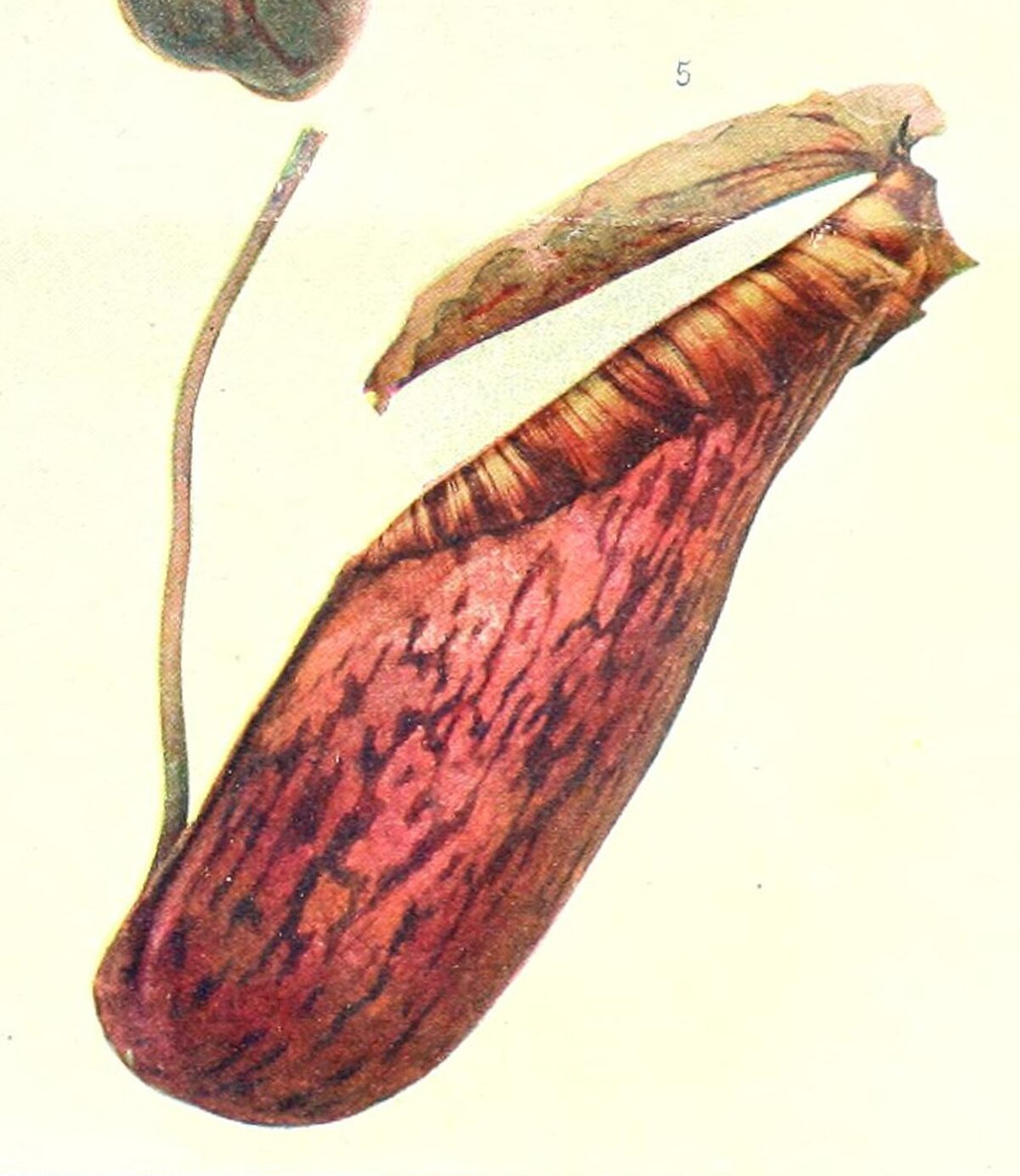 Lower pitcher of "Nepenthes northiana pulchra" in lateral view, from a 1903 article by R. Jarry-Desloges.[13]