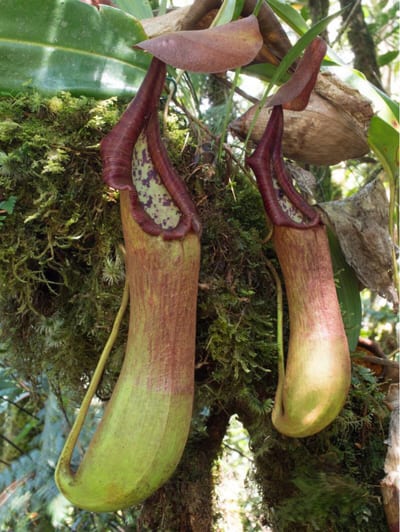 Nepenthes pantaronensis