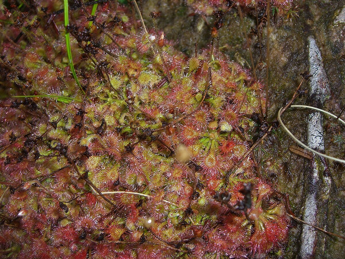 Drosera felix