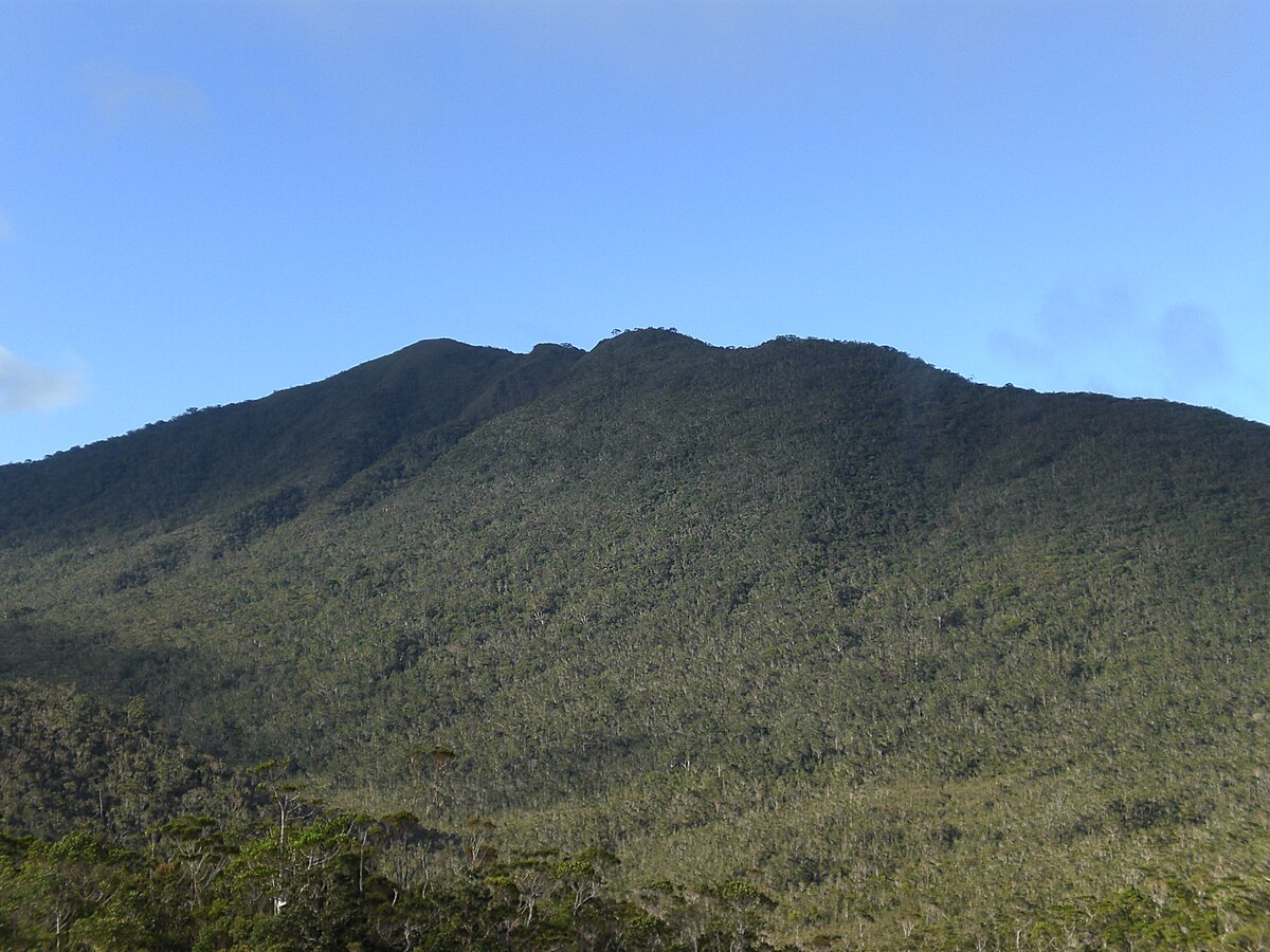 Nepenthes hamiguitanensis