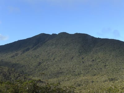 Nepenthes hamiguitanensis