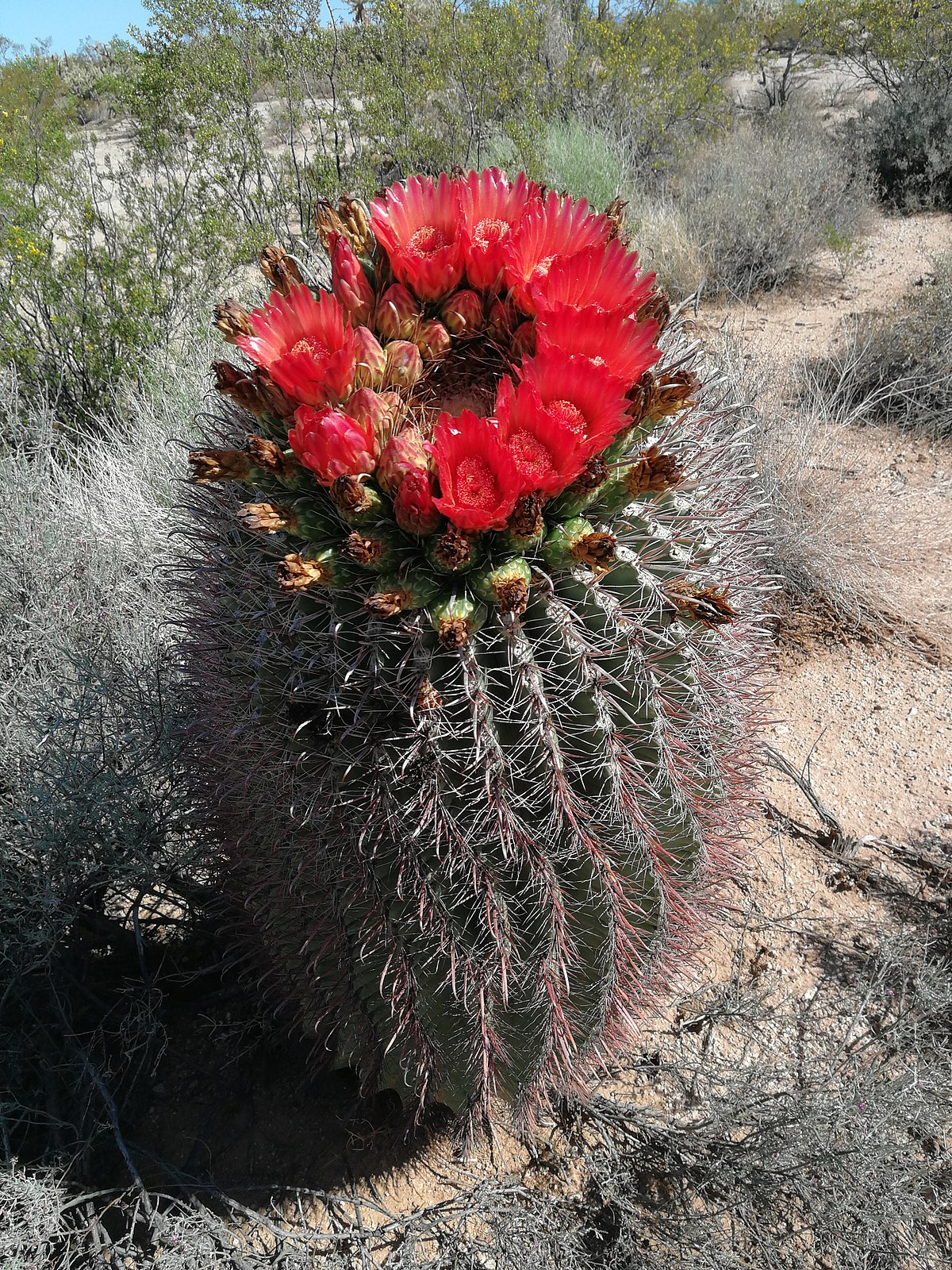 Ferocactus wislizeni
