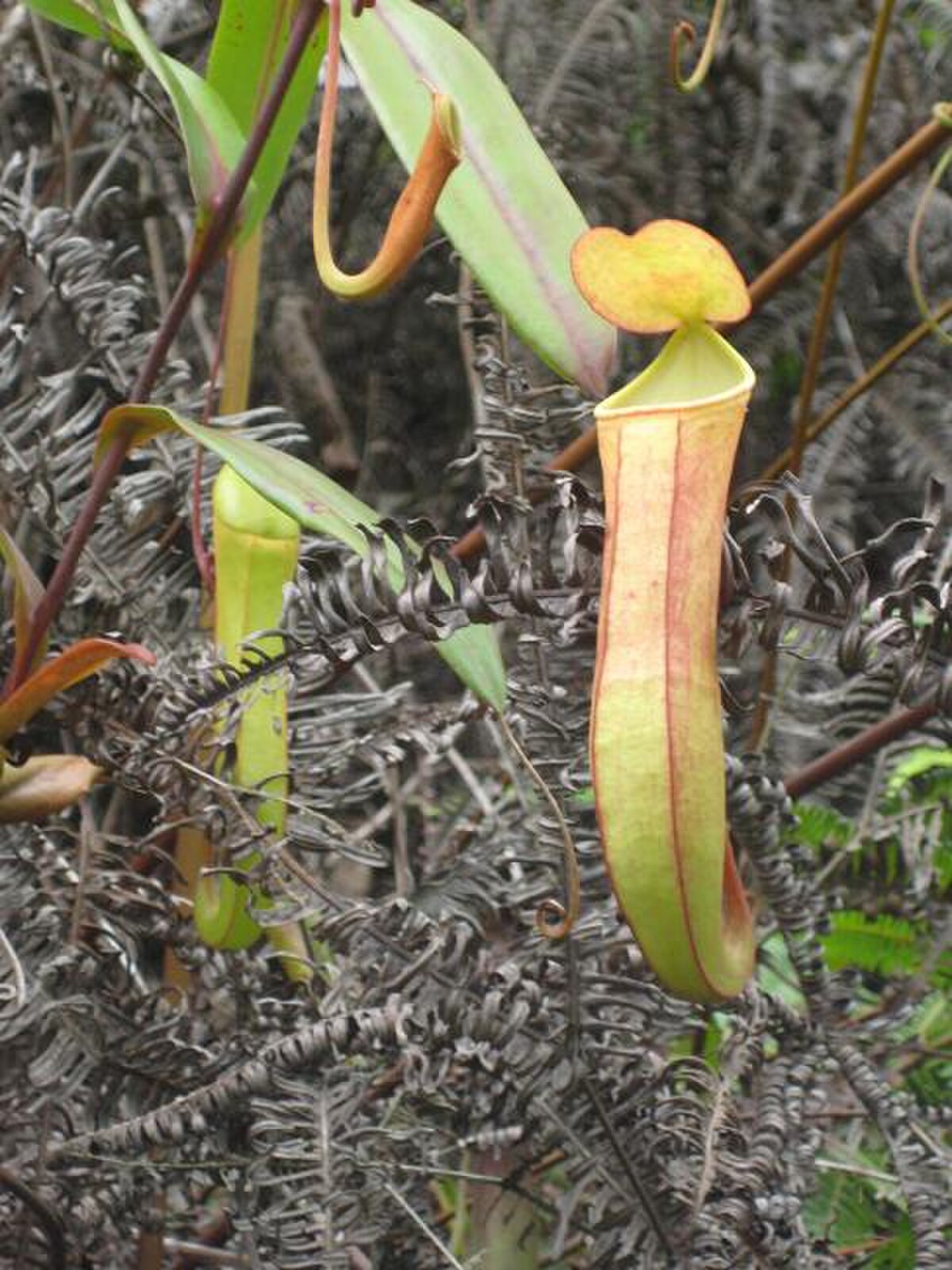 Nepenthes Gracilis