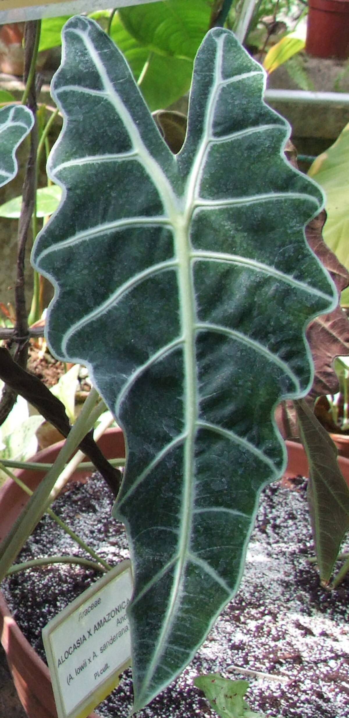 Alocasia amazonica