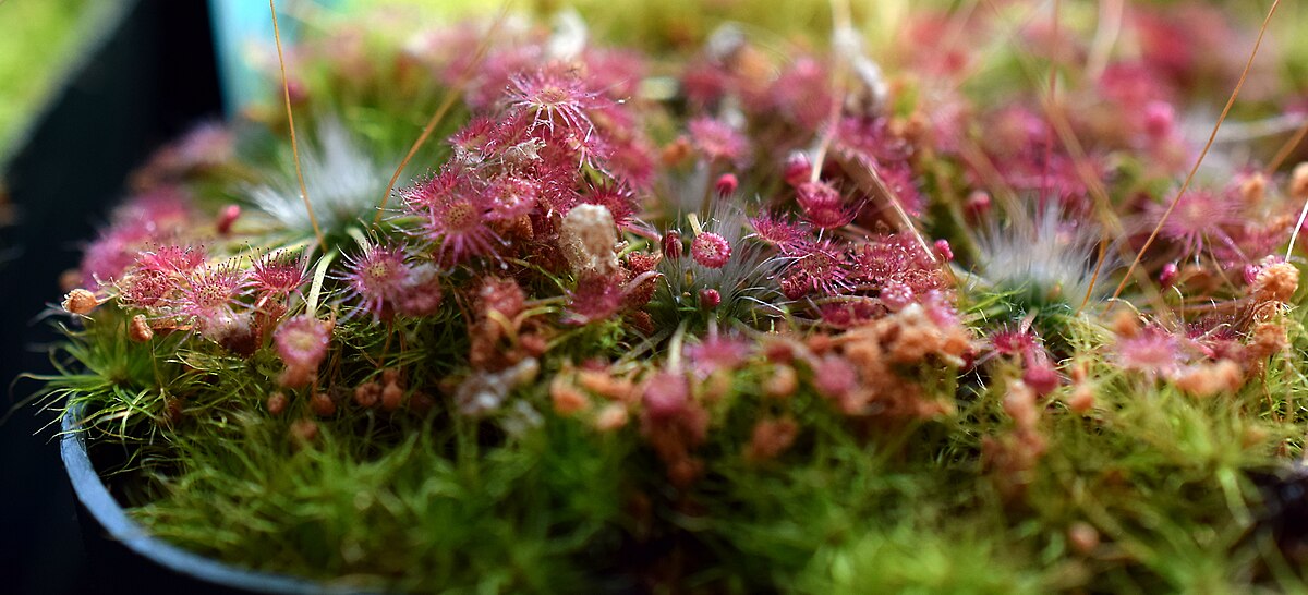 Drosera occidentalis