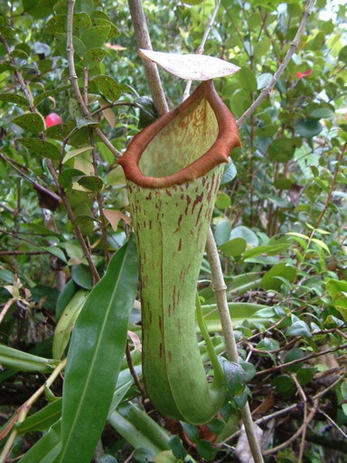 Nepenthes Biak