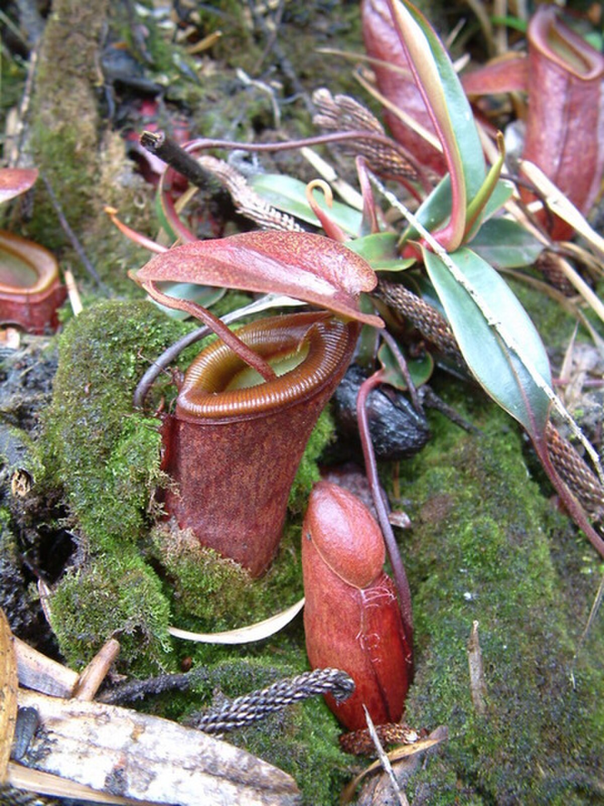 Nepenthes lamii