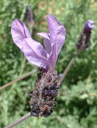 Lavandula
