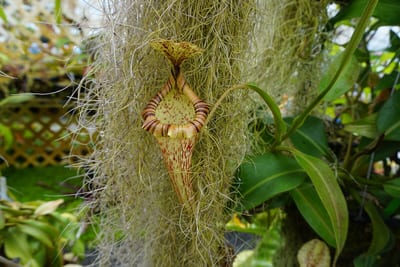 Nepenthes platychila