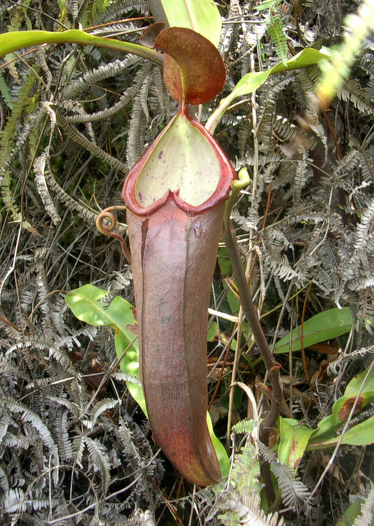 Nepenthes beccariana